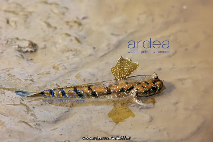 : Blue-spotted Mudskipper or Boddart's goggle-eyed goby : Blue-spotted Mudskipper or Boddart's goggle-eyed goby