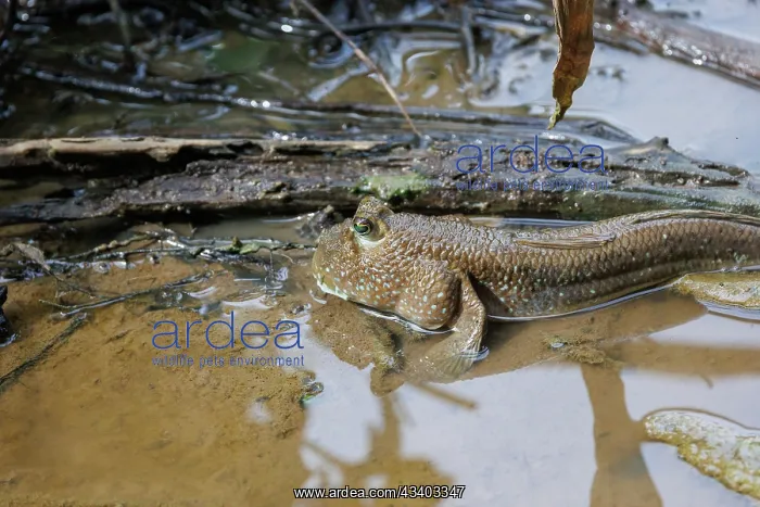  : Blue-spotted Mudskipper or Boddart's goggle-eyed goby