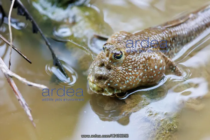  : Blue-spotted Mudskipper or Boddart's goggle-eyed goby