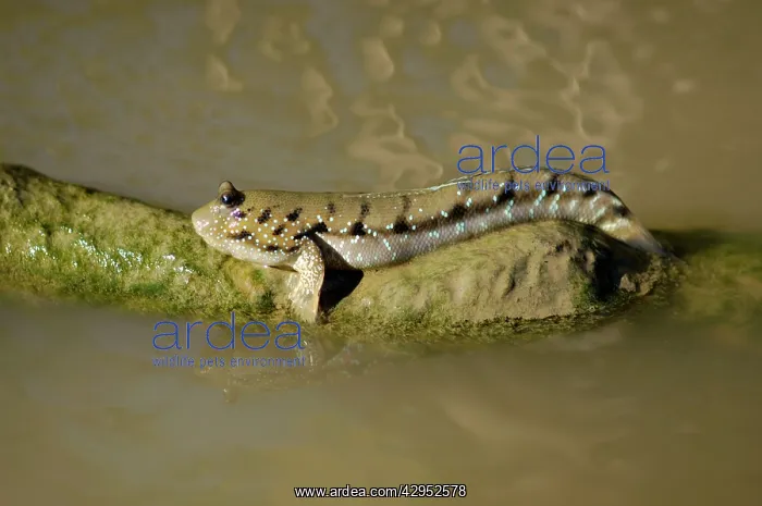 : Blue-spotted Mudskipper fish (dorsal fins are down) : Blue-spotted Mudskipper fish (dorsal fins are down)