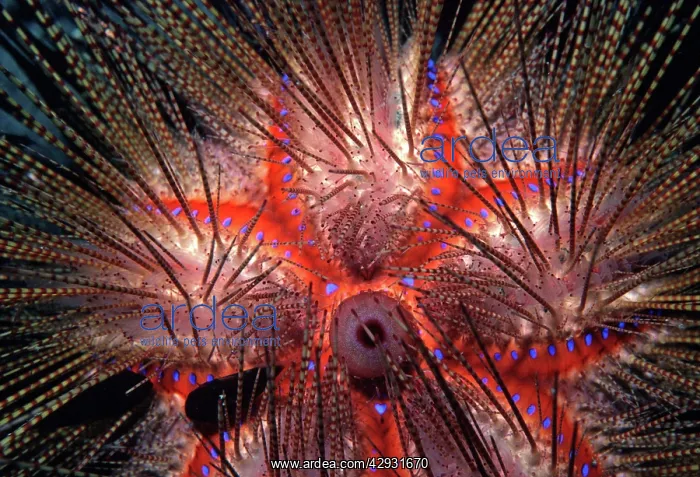 : Blue-Spotted Pacific Urchin - close up of spines : Blue-Spotted Pacific Urchin - close up of spines