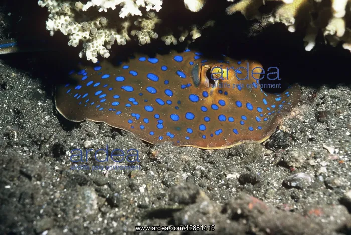 : Blue-spotted Ray : Blue-spotted Ray