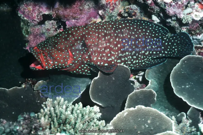 : Blue-spotted rockcod / bluespotted hind - usually : Blue-spotted rockcod / bluespotted hind - usually