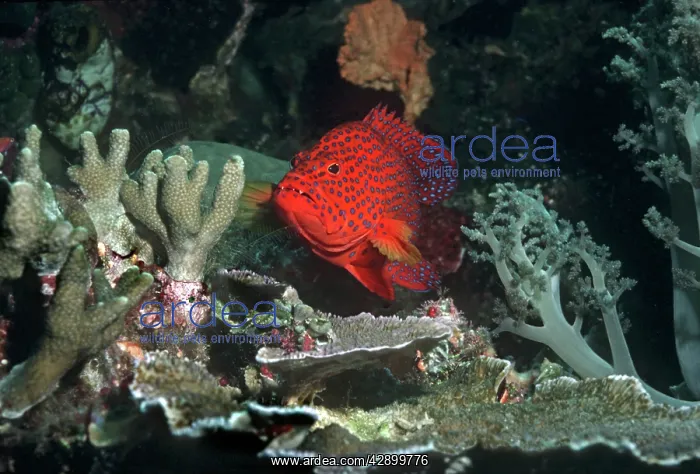 : Blue-spotted Rockcod / Coral Cod / Coral Hind / : Blue-spotted Rockcod / Coral Cod / Coral Hind /