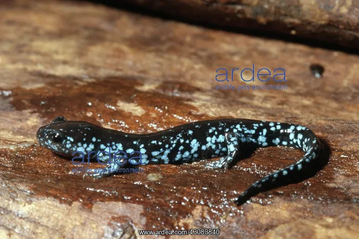 : Blue-spotted Salamander : Blue-spotted Salamander