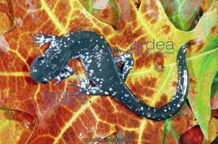: Blue-spotted Salamander : Blue-spotted Salamander
