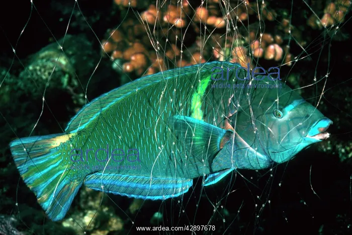 : Blue-spotted / Spotted chisel-tooth WRASSE - caught : Blue-spotted / Spotted chisel-tooth WRASSE - caught