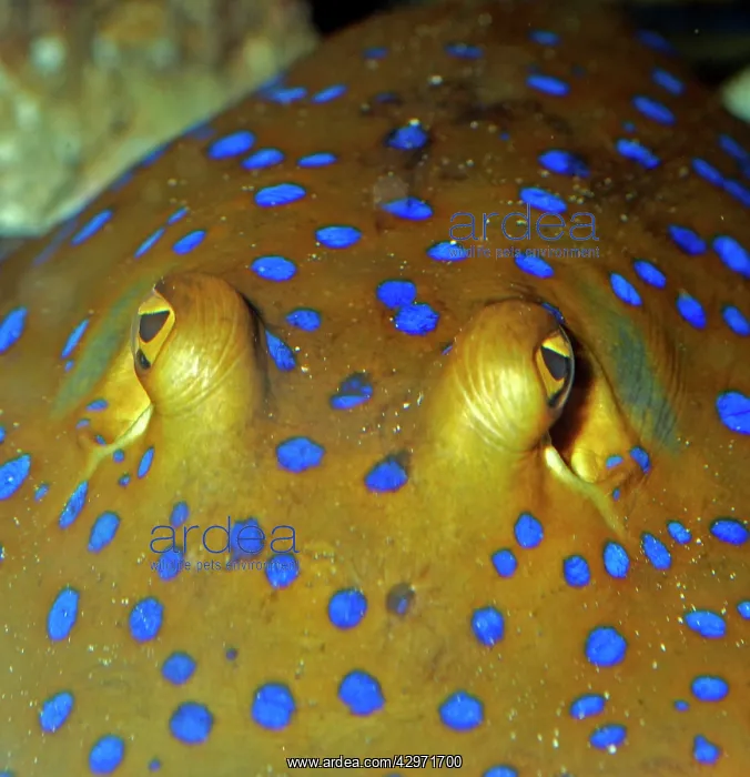 : Blue Spotted Sting Ray : Blue Spotted Sting Ray