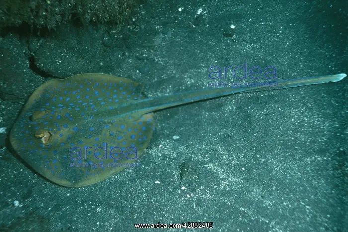 : BLUE-SPOTTED STINGRAY : BLUE-SPOTTED STINGRAY