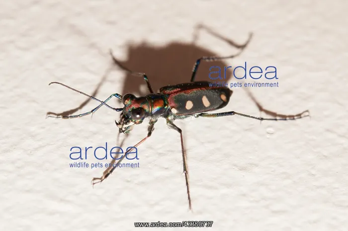 : Blue-spotted Tiger Beetle : Blue-spotted Tiger Beetle
