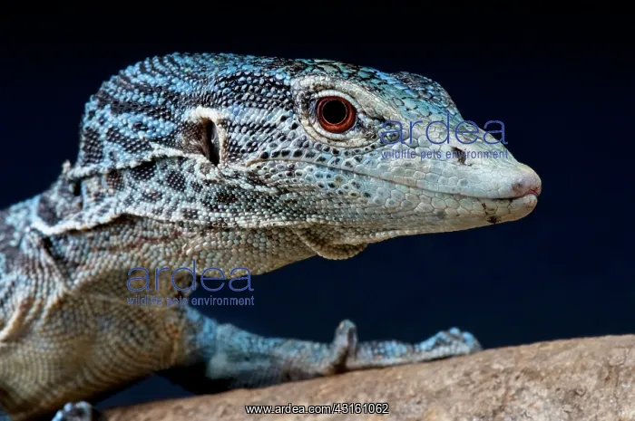 : Blue spotted tree monitor (Varanus macraei), Batanta : Blue spotted tree monitor (Varanus macraei), Batanta