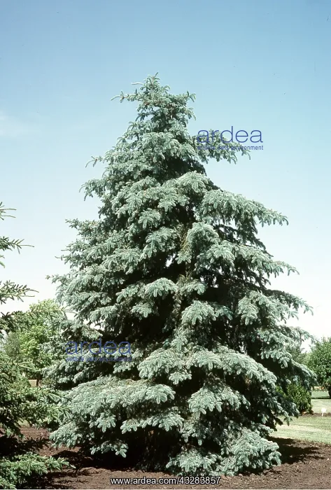 : BLUE SPRUCE : BLUE SPRUCE
