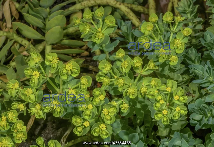 : Blue spurge, Euphorbia myrsinites, in flower : Blue spurge, Euphorbia myrsinites, in flower