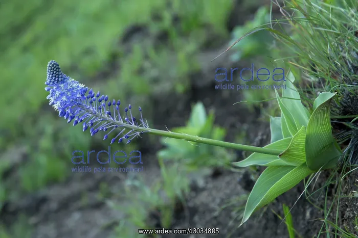 : Blue Squill Drakensberg Mountains, South Africa : Blue Squill Drakensberg Mountains, South Africa