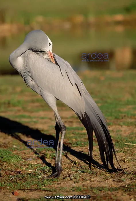 : Blue / Stanley / Paradise Crane - preening : Blue / Stanley / Paradise Crane - preening