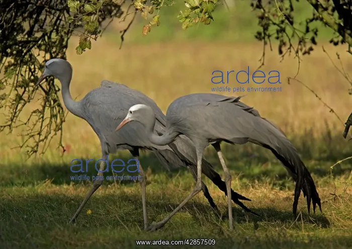  : Blue  /  Stanley  /  Paradise Cranes, pair