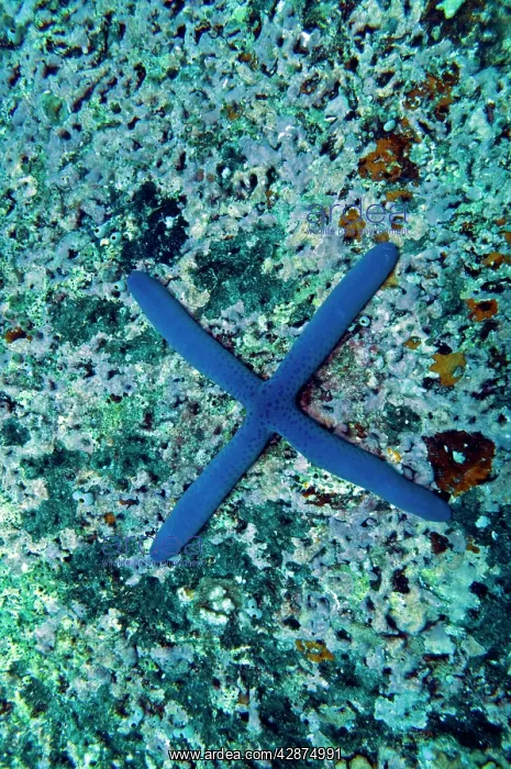 : Blue Starfish - born with 4 legs instead of five : Blue Starfish - born with 4 legs instead of five