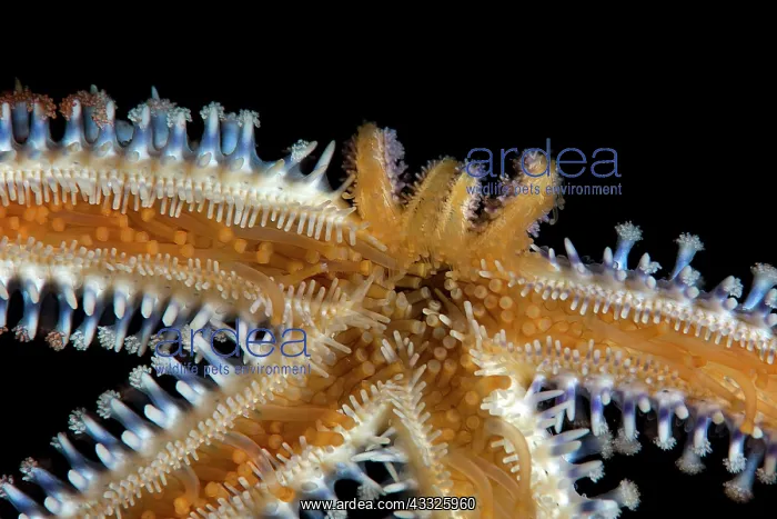 : Blue starfish (Coscinasterias tenuispina). Clear : Blue starfish (Coscinasterias tenuispina). Clear