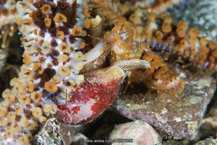 : Blue starfish (Coscinasterias tenuispina) feedin : Blue starfish (Coscinasterias tenuispina) feedin