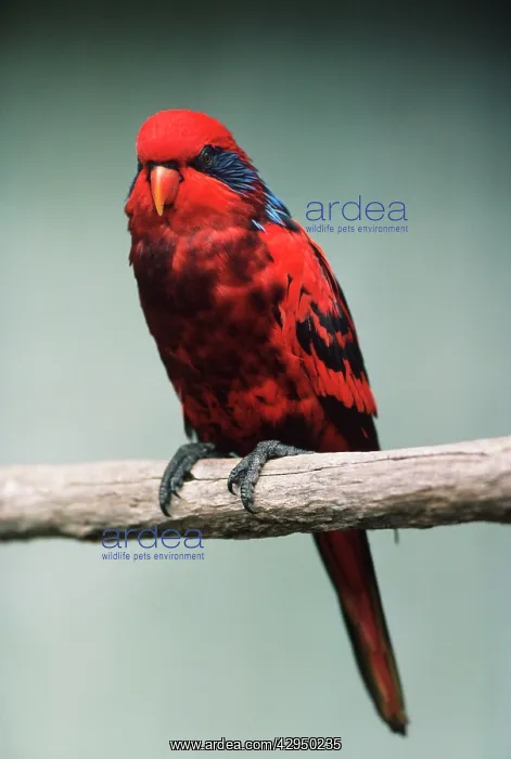 : Blue-streaked Lory : Blue-streaked Lory
