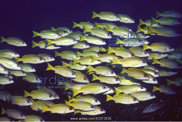 : BLUE-STRIPED SEAPERCH : BLUE-STRIPED SEAPERCH