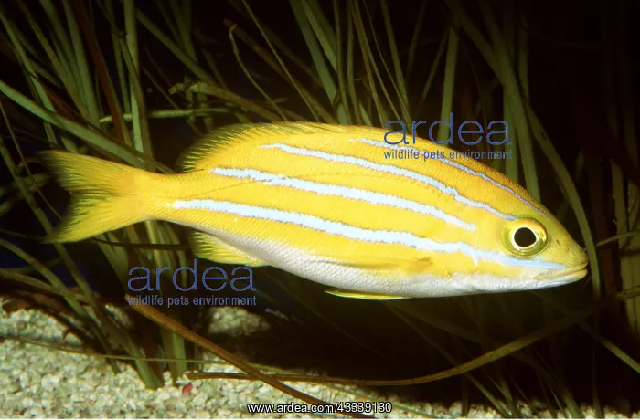 : BLUE-STRIPED SNAPPER : BLUE-STRIPED SNAPPER