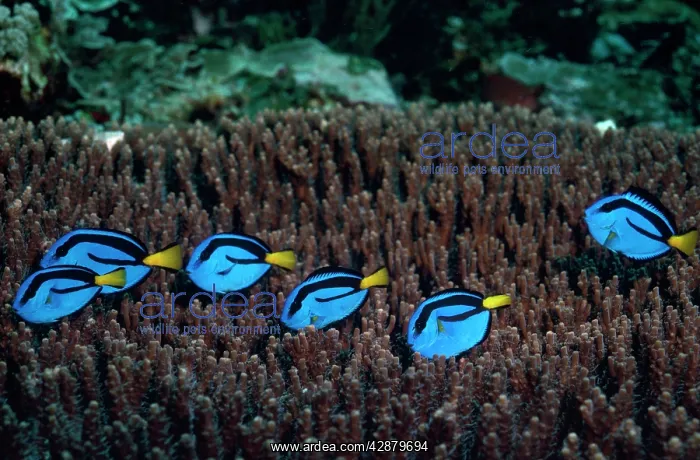 : Blue Surgeon Fish - shoal feeding : Blue Surgeon Fish - shoal feeding