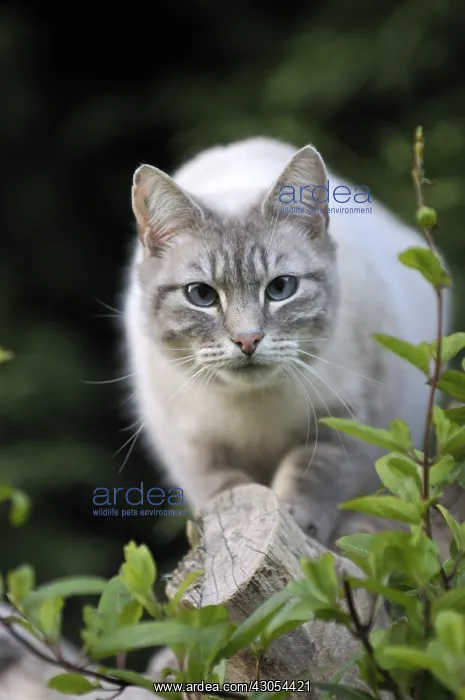 : Blue tabby point male Siamese cat stalking on a branch : Blue tabby point male Siamese cat stalking on a branch
