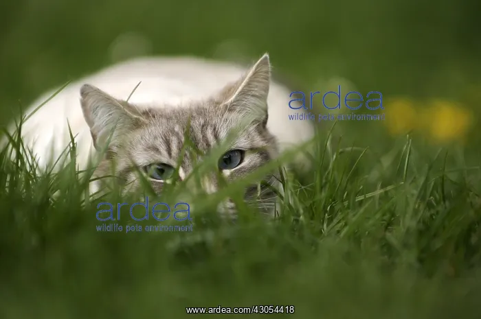 : Blue tabby point male Siamese cat stalking in a garden : Blue tabby point male Siamese cat stalking in a garden