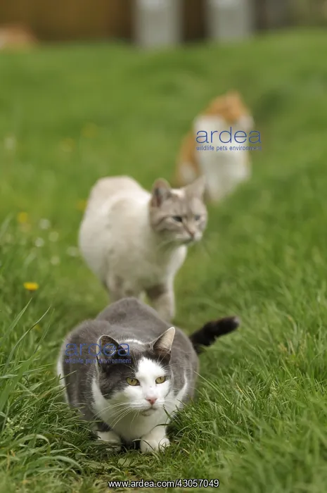 : Blue tabby point Siamese cross cat and white and gray cat : Blue tabby point Siamese cross cat and white and gray cat