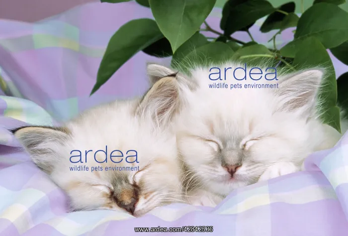 : Blue Tabby & Seal Tabby Birman Cats - kittens asleep : Blue Tabby & Seal Tabby Birman Cats - kittens asleep