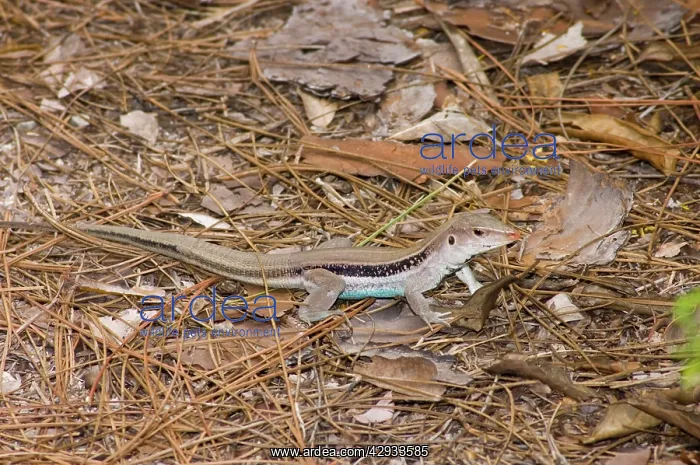 : Blue-tail Lizard : Blue-tail Lizard