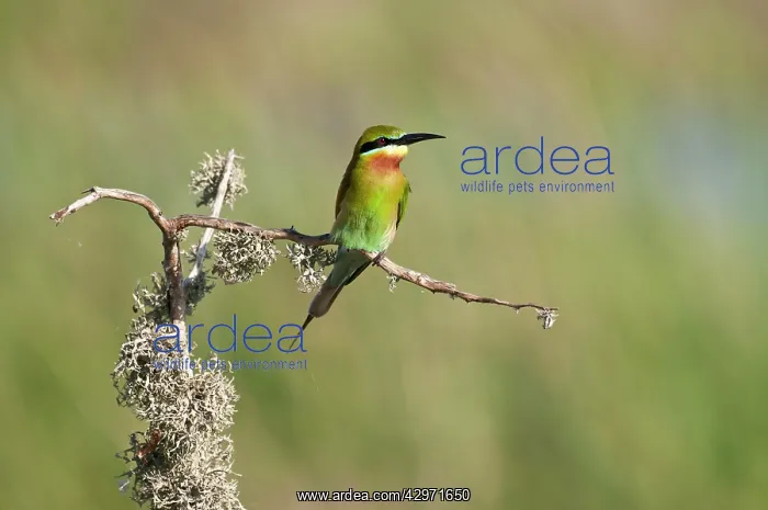 : Blue-tailed Bee-eater - front view - perched on branch : Blue-tailed Bee-eater - front view - perched on branch