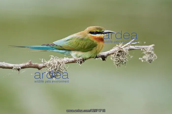 : Blue-tailed Bee-eater - side view - perched on branch : Blue-tailed Bee-eater - side view - perched on branch