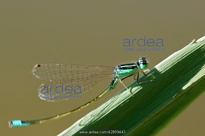 : Blue-tailed Damselfly : Blue-tailed Damselfly