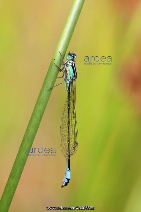 : Blue Tailed Damselfly : Blue Tailed Damselfly