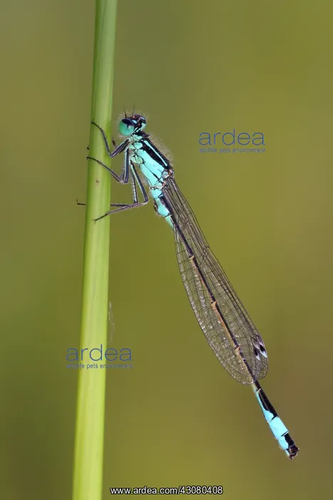 : Blue-tailed Damselfly : Blue-tailed Damselfly