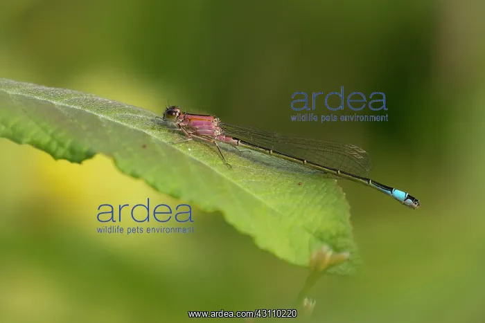  : Blue-tailed Damselfly