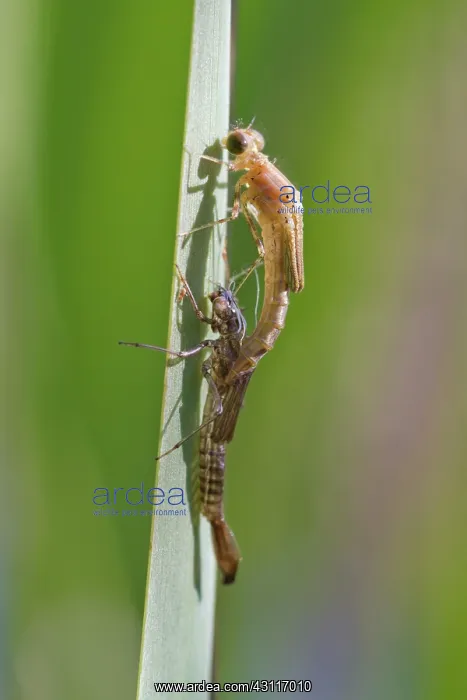 : Blue-tailed Damselfly : Blue-tailed Damselfly