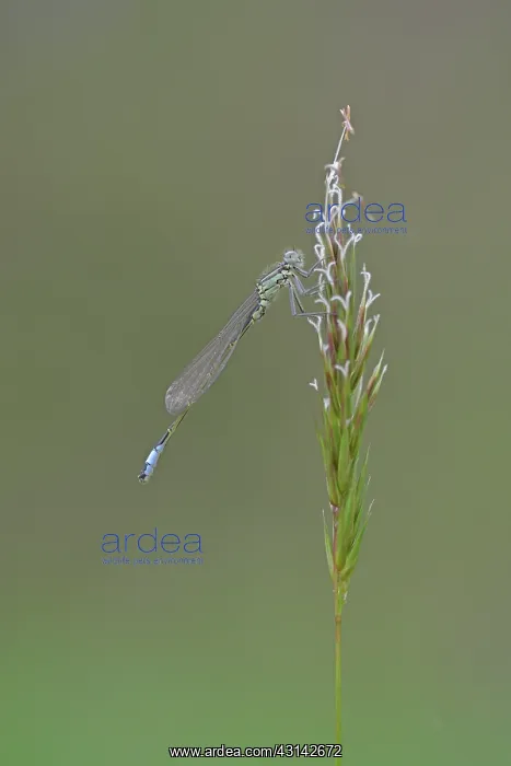 : Blue-tailed Damselfly : Blue-tailed Damselfly
