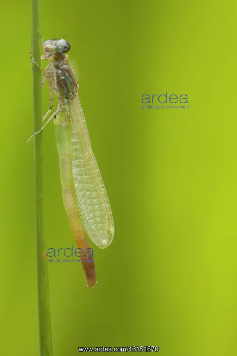 : Blue-tailed Damselfly : Blue-tailed Damselfly