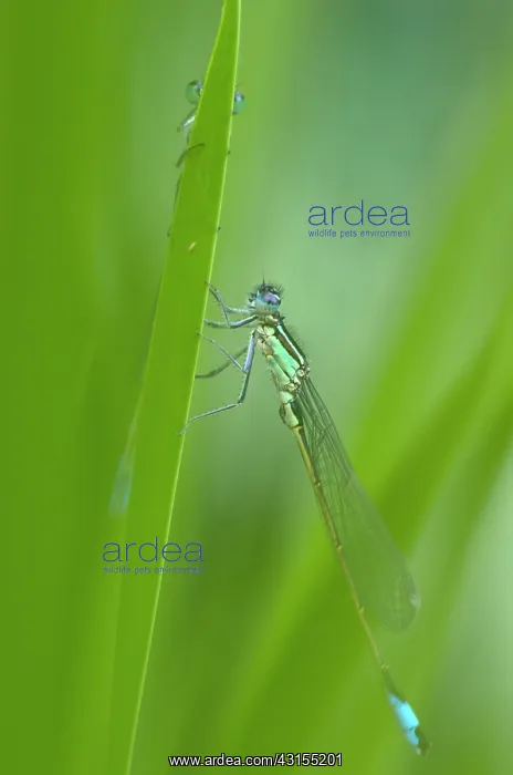  : Blue-tailed Damselfly