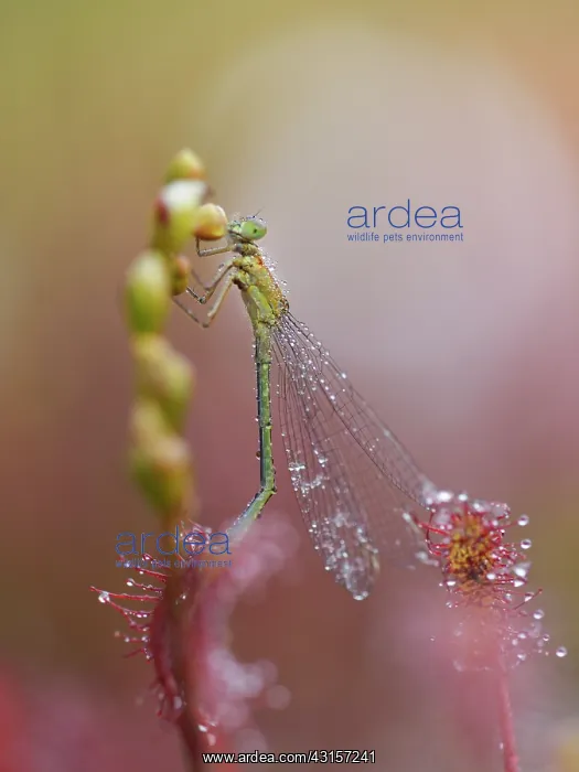 : Blue-tailed Damselfly : Blue-tailed Damselfly