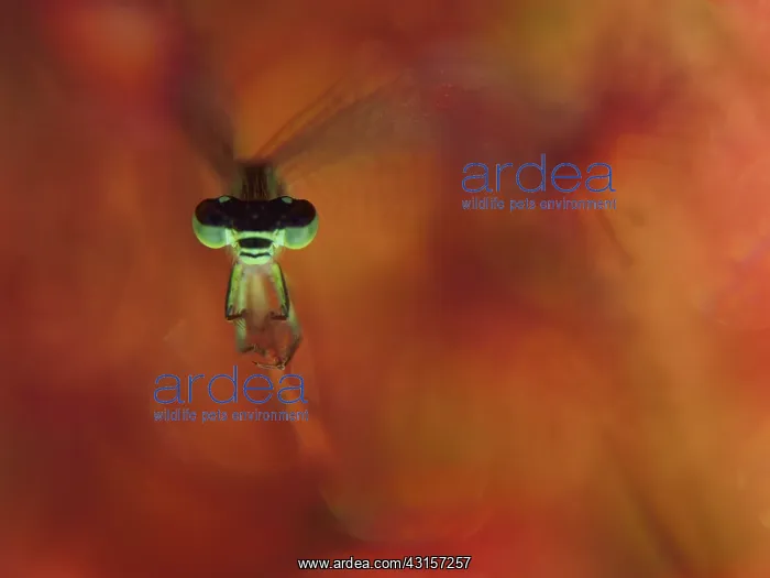 : Blue-tailed Damselfly : Blue-tailed Damselfly