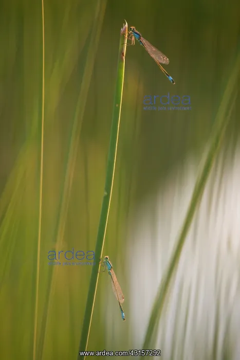 : Blue-tailed Damselfly : Blue-tailed Damselfly