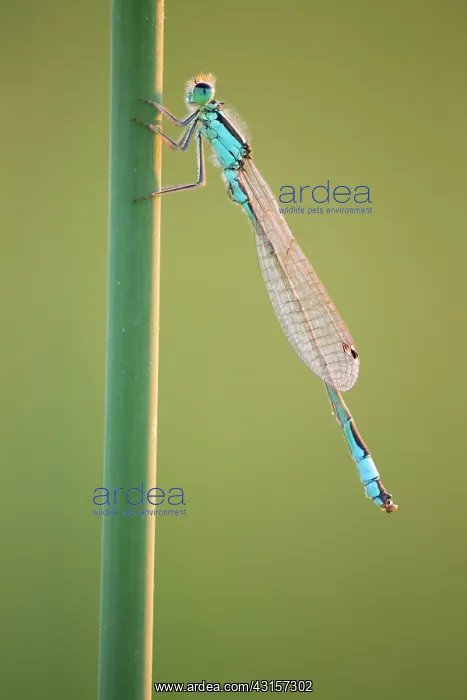 : Blue-tailed Damselfly : Blue-tailed Damselfly
