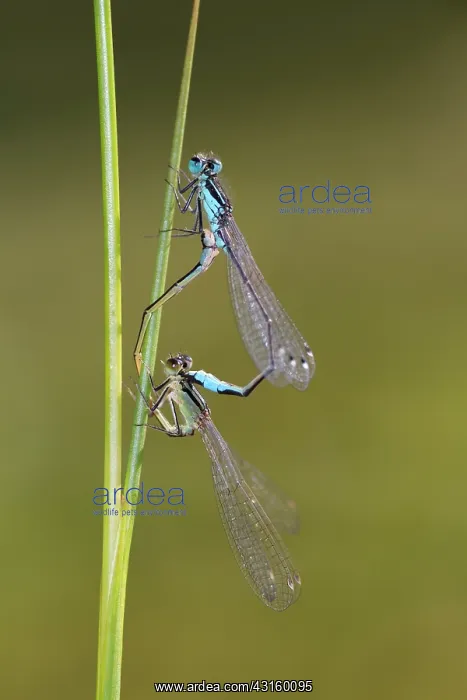 : Blue-tailed Damselfly : Blue-tailed Damselfly