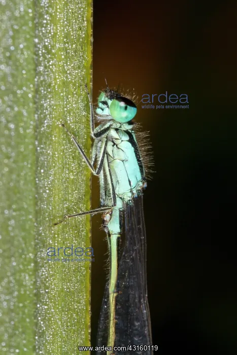 : Blue-tailed Damselfly : Blue-tailed Damselfly