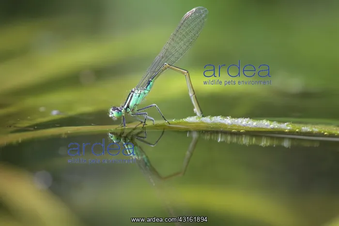 : Blue-tailed Damselfly : Blue-tailed Damselfly