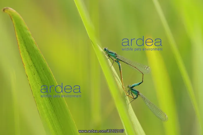 : Blue-tailed Damselfly : Blue-tailed Damselfly